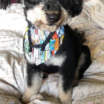 Serenity Pet Grooming - Pet Groomers Near Me - Pomona, California Serenity Pet Grooming - Pet Groomers Near Me - Pomona, California