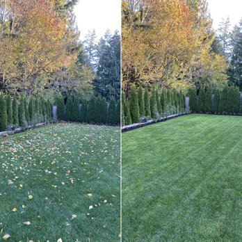 Green Thumb - two views of the same lawn - Lawn Services Near Me Green Thumb - two views of the same lawn - Lawn Services Near Me