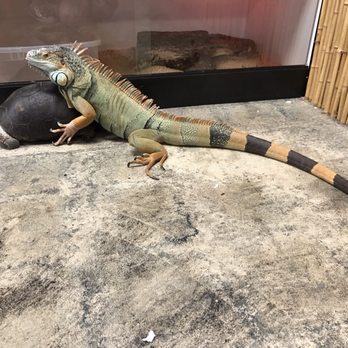 Reptiles Reptropolis - Patrolling the store (super cute), reptile security is top-notch! - Reptile Shops Near Me - Capistrano Beach, California
