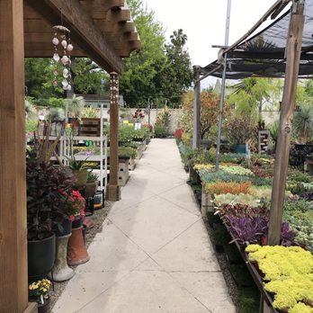 Lincoln Avenue Nursery - Nurseries & Gardening Near Me - Pasadena, California Lincoln Avenue Nursery - Nurseries & Gardening Near Me - Pasadena, California