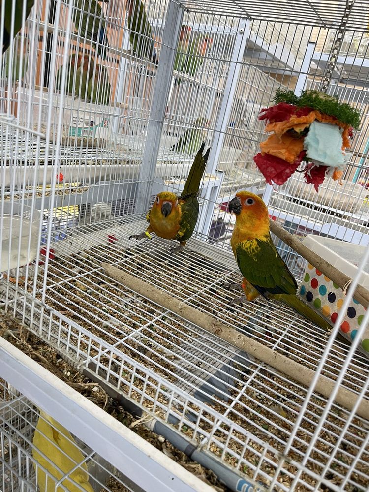 TWEETY BROTHERS PET SHOP Updated June 2024 4231 W. Thomas Rd