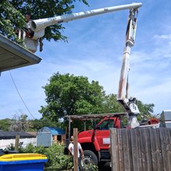 Donnie Owens Tree Service - Very large Dutch Elm