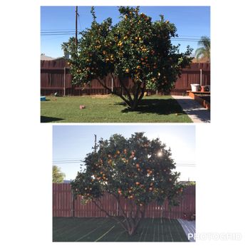 Master Tree Services - Tree Services Near Me