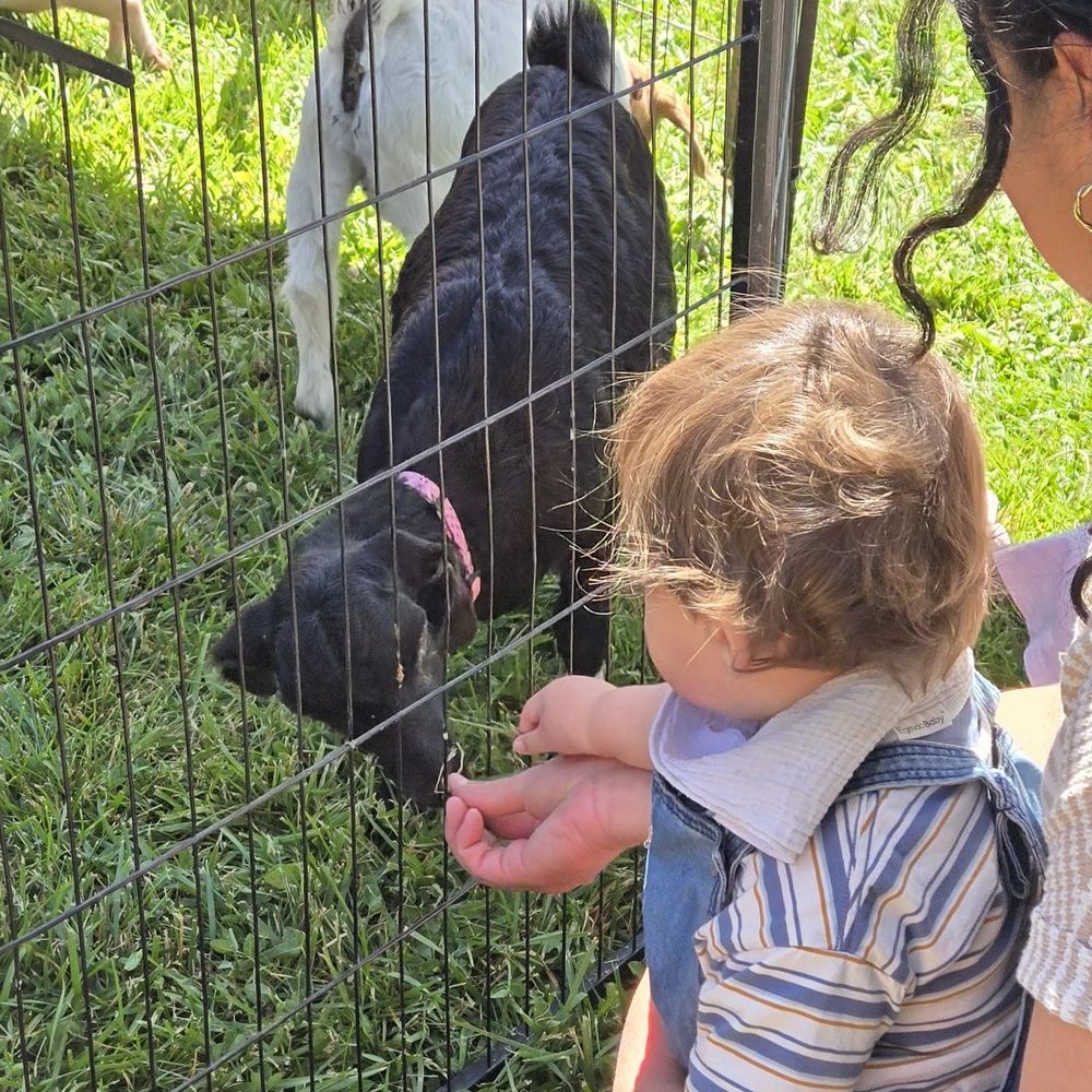 D'Rose Petting Zoo - Petting Zoos Near Me - Gilroy, California D'Rose Petting Zoo - Petting Zoos Near Me - Gilroy, California