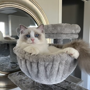 AdorableDolls Ragdolls - Chilling in his cat tree - Pet Breeders Near Me AdorableDolls Ragdolls - Chilling in his cat tree - Pet Breeders Near Me
