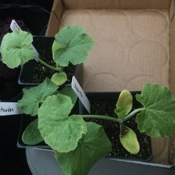 pacific potager