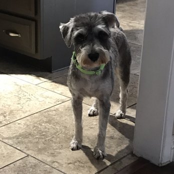 Favorite Grooming - After: proper schnauzer! - Pet Groomers Near Me - Rancho Cucamonga, California Favorite Grooming - After: proper schnauzer! - Pet Groomers Near Me - Rancho Cucamonga, California