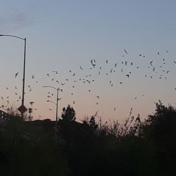 Waugh Drive Bat Colony - Bats going out for their evening hunt. - Local Flavor Near Me - Houston, Texas Waugh Drive Bat Colony - Bats going out for their evening hunt. - Local Flavor Near Me - Houston, Texas