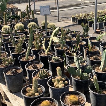 Plantspace Nursery - Nurseries & Gardening Near Me - Ontario, California