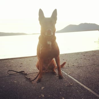 NexGen K9 - Pet Training Near Me - Vallejo, California NexGen K9 - Pet Training Near Me - Vallejo, California