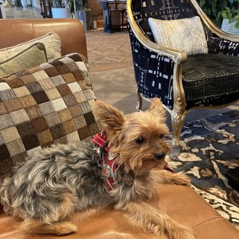 The Ben West Palm - Puppy Quinn - Hotels Near Me - West Palm Beach, Florida The Ben West Palm - Puppy Quinn - Hotels Near Me - West Palm Beach, Florida