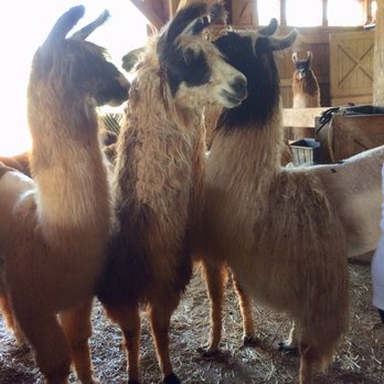 Divine Llama Vineyard - Wineries Near Me - East Bend, North Carolina