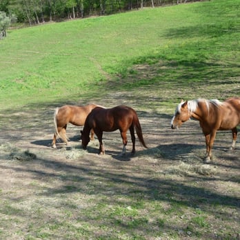 Trexler Nature Preserve - Horses on Trexler Border Red Trail - Parks Near Me - Schnecksville, Pennsylvania Trexler Nature Preserve - Horses on Trexler Border Red Trail - Parks Near Me - Schnecksville, Pennsylvania