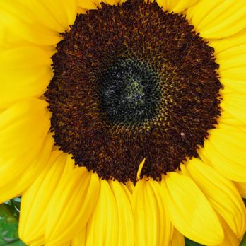 From The Heart Florists - Sunflower - Florists Near Me - Oakland, California From The Heart Florists - Sunflower - Florists Near Me - Oakland, California
