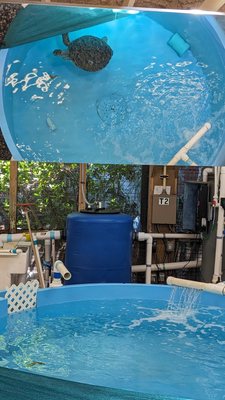 Georgia Sea Turtle Center by null