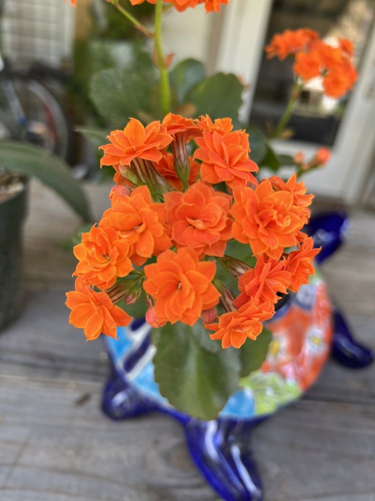 FLORIST OF COVINGTON 210 Photos & 29 Reviews 2640 N Highway 190