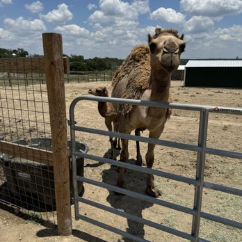 Grapetown Vineyard - Momma camel and baby - Wineries Near Me - Fredericksburg, Texas