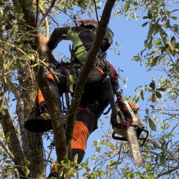 A-Z Tree Services - An arborist using professional equipment while working on a tree - Tree Services Near Me - Hudson, Florida A-Z Tree Services - An arborist using professional equipment while working on a tree - Tree Services Near Me - Hudson, Florida