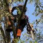 Photo of A-Z Tree Services
