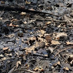 Tar bubbling