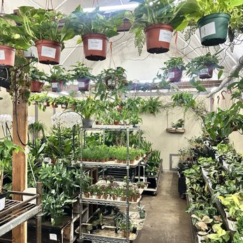 Flora Fresh - indoor plants - Florists Near Me - Sacramento, California Flora Fresh - indoor plants - Florists Near Me - Sacramento, California