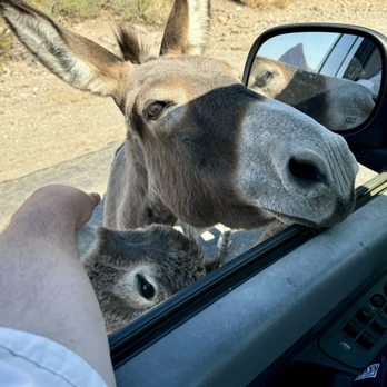 Town of Oatman - Momma & her baby - Local Flavor Near Me
