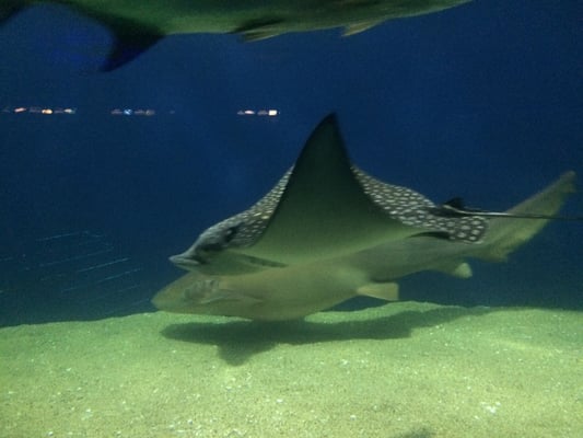 Aquarium of Veracruz by null