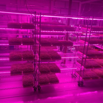 Sprout Culture Microgreens - rows of sprouts in a greenhouse - Health Markets Near Me - Asheville, North Carolina Sprout Culture Microgreens - rows of sprouts in a greenhouse - Health Markets Near Me - Asheville, North Carolina