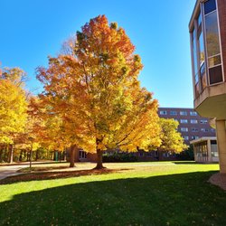 Michigan State University Pavillion - Fall maple