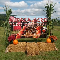 Alpaca Acres Farm and Fun - Photo op