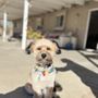 Photo of Mighty Tails Mobile Grooming