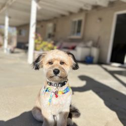Mighty Tails Mobile Grooming - Dog