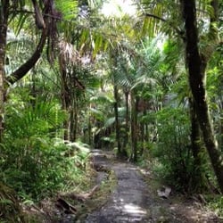 Jack Roman's Rainforest Tour - Great trails !