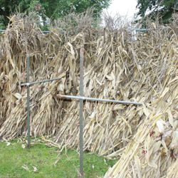 Corn stalks $ 6.00