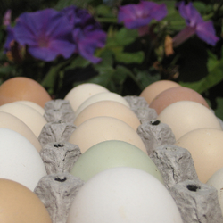 East County Zoo - Fertile Eggs