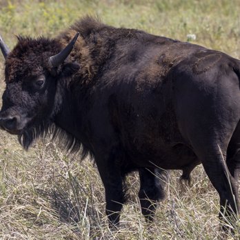 Tallgrass Prairie Preserve - 9/9/21 - Parks Near Me - Pawhuska, Oklahoma