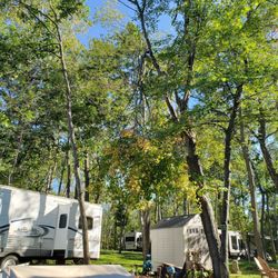 Birch Bay RV Resort - Branch that was left hanging all summer over our site. It was completely ignored.