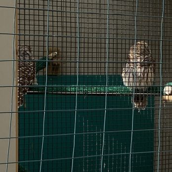 Stage Nature Center - Barred owls - Hiking Near Me - Troy, Michigan Stage Nature Center - Barred owls - Hiking Near Me - Troy, Michigan