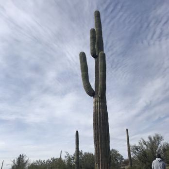 Superstitions OK Corral Stables - Saguaro - Horseback Riding Near Me - Apache Junction, Arizona