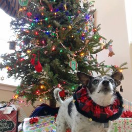 Lowe's did NOT sell this dog but the tree is pretty great. Lowe's did NOT sell this dog but the tree is pretty great.