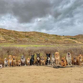 Dogs Gone Sane - Pet Training Near Me Dogs Gone Sane - Pet Training Near Me