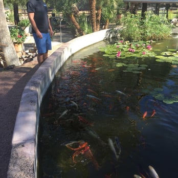 Luchia's Restaurant - Lilly pond! - New American Near Me - Wikieup, Arizona Luchia's Restaurant - Lilly pond! - New American Near Me - Wikieup, Arizona