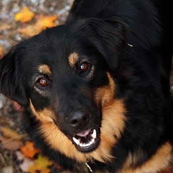Mas & Paws Pet Resort - Sadie - Smile! - Pet Boarding Near Me Mas & Paws Pet Resort - Sadie - Smile! - Pet Boarding Near Me