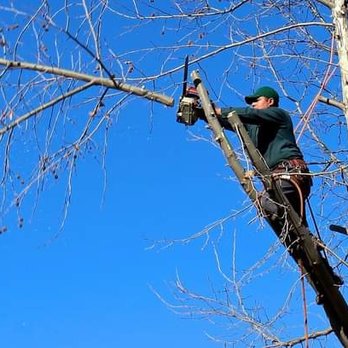 Sasser Services - a man cutting a tree with a chainsaw - Tree Services Near Me Sasser Services - a man cutting a tree with a chainsaw - Tree Services Near Me