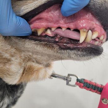 Silky Pet Spa - Pet Groomers Near Me - Scottsdale, Arizona Silky Pet Spa - Pet Groomers Near Me - Scottsdale, Arizona