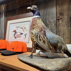 Orvis