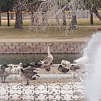 Sunset Park - Birds - Dog Parks Near Me - Las Vegas, Nevada