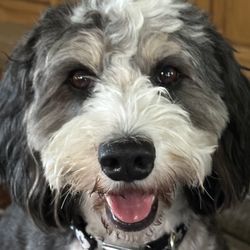 My Doodle Crush - Bristol smiles.