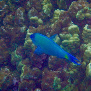 Maalaea Harbor Activities - Snorkeling Near Me - Wailuku, Hawaii Maalaea Harbor Activities - Snorkeling Near Me - Wailuku, Hawaii