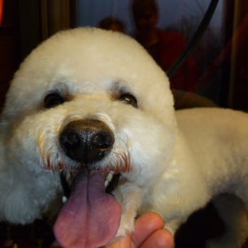 Nancy's Professional Dog Grooming - Toby - Pet Groomers Near Me - OTTO, North Carolina Nancy's Professional Dog Grooming - Toby - Pet Groomers Near Me - OTTO, North Carolina
